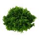 Tropica 1-2-Grow! Monosolenium tenerum