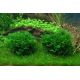 Tropica 1-2-Grow! Monosolenium tenerum
