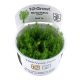 Tropica 1-2-Grow! Myriophyllum 'Guyana'