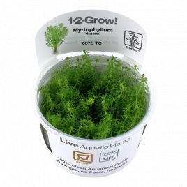 Tropica 1-2-Grow! Myriophyllum 'Guyana'