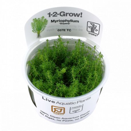 Tropica 1-2-Grow! Myriophyllum 'Guyana' 6,95 €