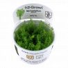 Tropica 1-2-Grow! Myriophyllum 'Guyana'