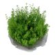 Tropica 1-2-Grow! Myriophyllum 'Guyana'