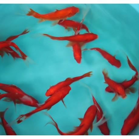 Comettes rouges 10-12cm lot de 5 Comètes rouges 15,00 €