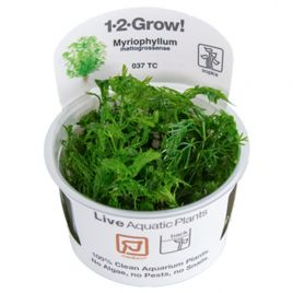 Tropica 1-2-Grow! Myriophyllum mattogrossense 6,95 €