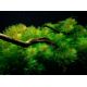 Tropica 1-2-Grow! Myriophyllum mattogrossense 6,95 €