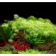 Tropica 1-2-Grow! Myriophyllum mattogrossense