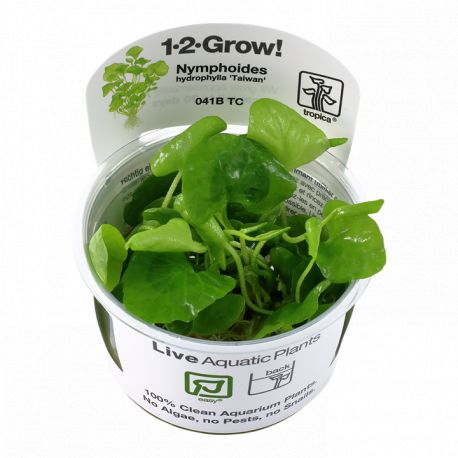 Tropica 1-2-Grow! Nymphoides hydrophylla 'Taiwan'