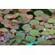 Tropica 1-2-Grow! Phyllanthus fluitans 6,95 €