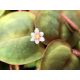 Tropica 1-2-Grow! Phyllanthus fluitans 6,95 €