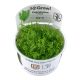 Tropica 1-2-Grow! Pogostemon erectus