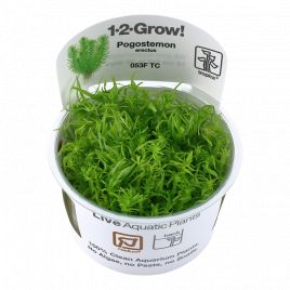 Tropica 1-2-Grow! Pogostemon erectus