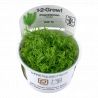 Tropica 1-2-Grow! Pogostemon erectus