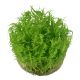 Tropica 1-2-Grow! Pogostemon erectus
