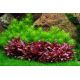 Tropica 1-2-Grow! Pogostemon erectus 6,95 €