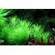 Tropica 1-2-Grow! Pogostemon erectus 6,95 €