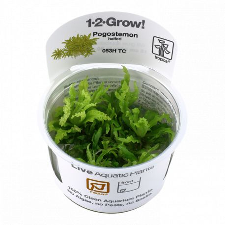 Tropica 1-2-Grow! Pogostemon helferi 6,95 €