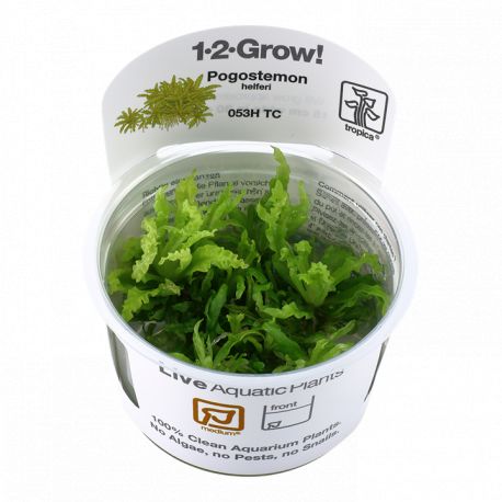 Tropica 1-2-Grow! Pogostemon helferi