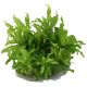 Tropica 1-2-Grow! Pogostemon helferi 6,95 €