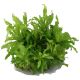 Tropica 1-2-Grow! Pogostemon helferi