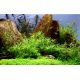 Tropica 1-2-Grow! Pogostemon helferi