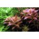 Tropica 1-2-Grow! Proserpinaca palustris 'Cuba' 6,95 €
