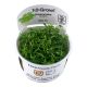 Tropica 1-2-Grow! Ranunculus inundatus