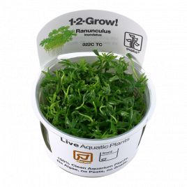 Tropica 1-2-Grow! Ranunculus inundatus