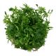 Tropica 1-2-Grow! Ranunculus inundatus