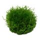 Tropica 1-2-Grow! Riccia fluitans