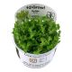 Tropica 1-2-Grow! Rotala indica 'Bonsai'