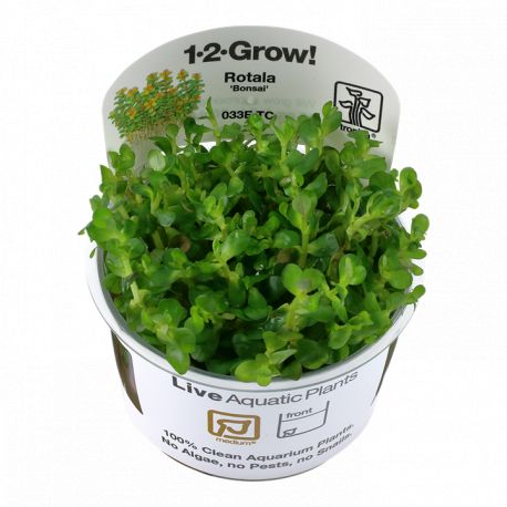 Tropica 1-2-Grow! Rotala indica 'Bonsai' 6,95 €