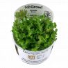 Tropica 1-2-Grow! Rotala indica 'Bonsai'