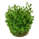 Tropica 1-2-Grow! Rotala indica 'Bonsai'