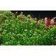 Tropica 1-2-Grow! Rotala indica 'Bonsai' 6,95 €