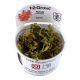 Tropica 1-2-Grow! Rotala macrandra 6,95 €