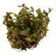 Tropica 1-2-Grow! Rotala macrandra 6,95 €