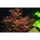 Tropica 1-2-Grow! Rotala macrandra