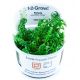 Tropica 1-2-Grow! Rotala rotundifolia 'Green'