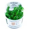 Tropica 1-2-Grow! Rotala rotundifolia 'Green'