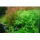 Tropica 1-2-Grow! Rotala rotundifolia 'Green' 6,95 €