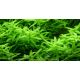 Tropica 1-2-Grow! Rotala rotundifolia 'Green' 6,95 €