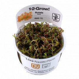 Tropica 1-2-Grow! Rotala rotundifolia 'H'ra'