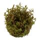 Tropica 1-2-Grow! Rotala rotundifolia 'H'ra'