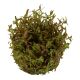 Tropica 1-2-Grow! Rotala rotundifolia 'H'ra' 6,95 €