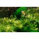 Tropica 1-2-Grow! Rotala rotundifolia 'H'ra'