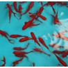 Comettes rouges 7-10cm lot de 10
