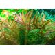 Tropica 1-2-Grow! Rotala rotundifolia 'H'ra'