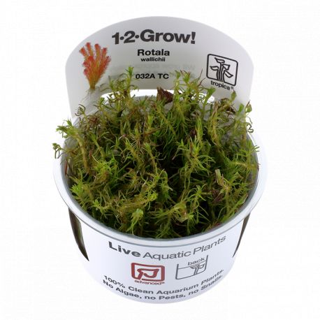 Tropica 1-2-Grow! Rotala wallichii