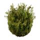 Tropica 1-2-Grow! Rotala wallichii 6,95 €